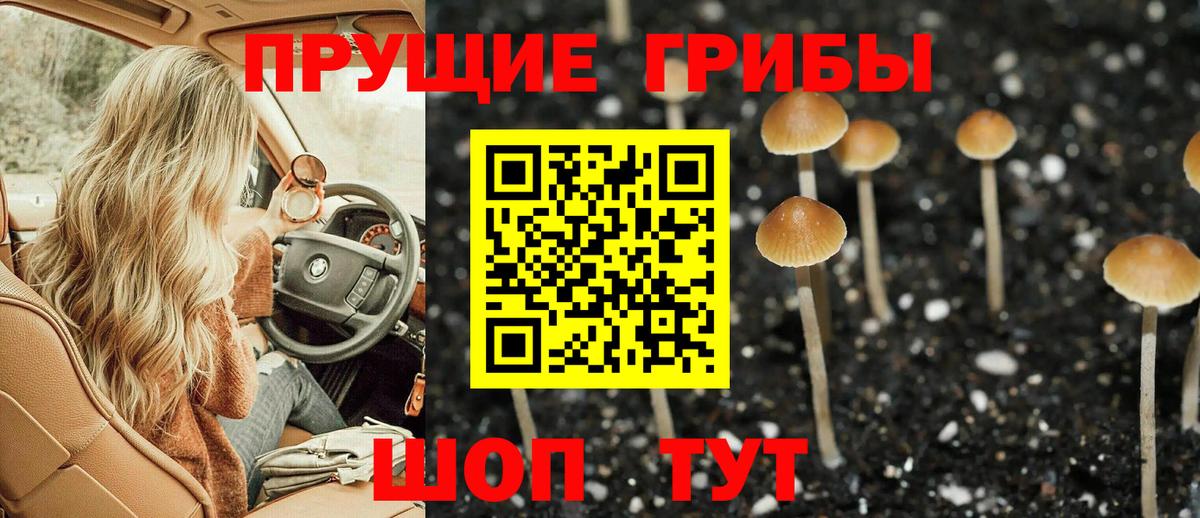 Псилоцибиновые грибы Psilocybe Торжок