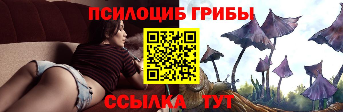 Торжок  Галлюциногенные грибы Cubensis  Вход с VPN 
